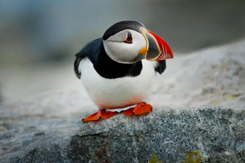 Cover Image for Finding Mindfulness in Nature Through Birdwatching