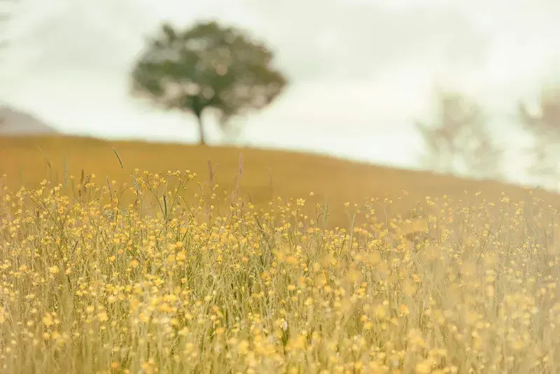 Cover Image for Finding Mindfulness in Nature: The Calm of Yellow Flowers