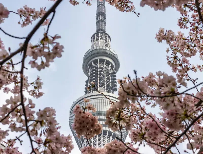 Cover Image for Finding Mindfulness in Nature: The Serenity of Cherry Blossoms