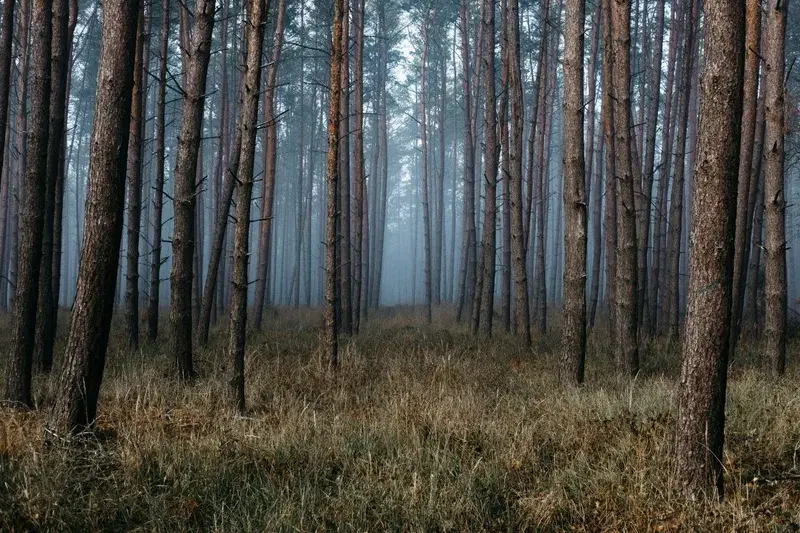 Cover Image for Finding Mindfulness in Nature: Embracing the Foggy Wilderness