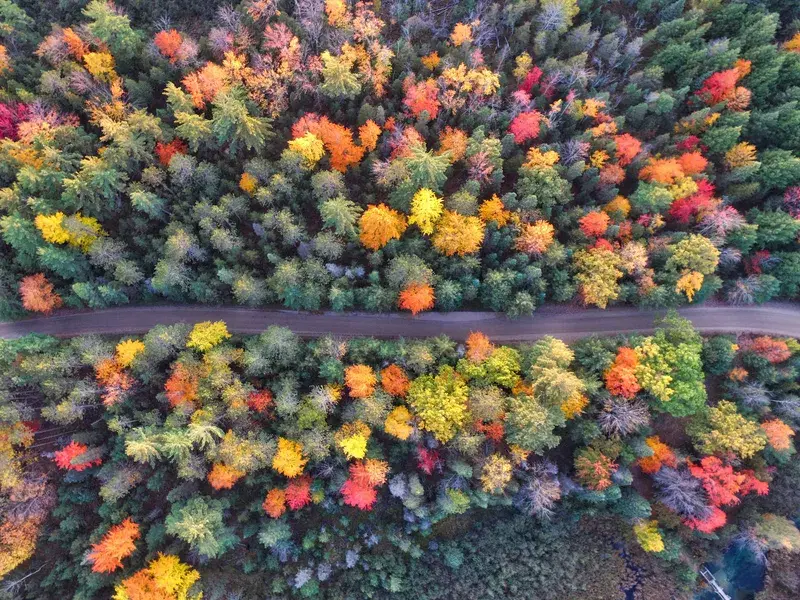 Cover Image for Finding Mindfulness in Nature: The Benefits of Forest Walks