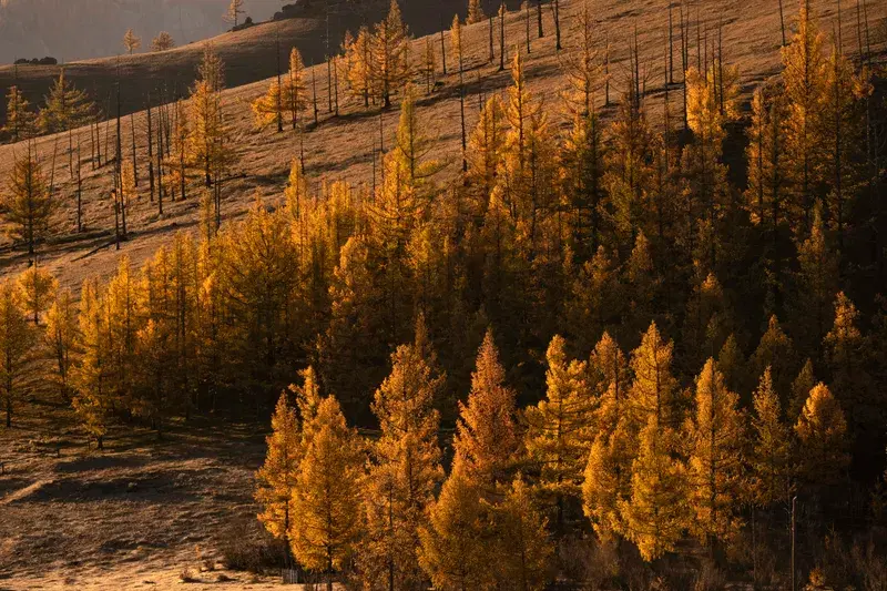 Cover Image for Embracing Mindfulness in Nature: The Beauty of Golden Hues