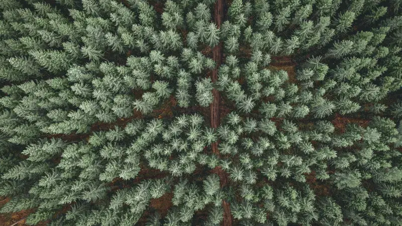 Cover Image for Finding Mindfulness in Nature: The Healing Power of Forest Walks