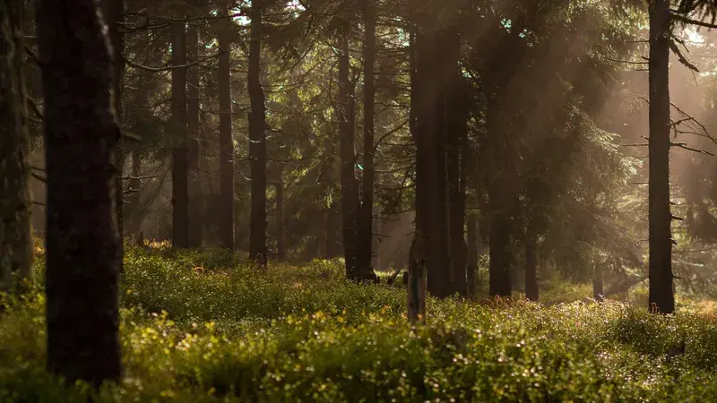 Cover Image for Finding Mindfulness in Nature: The Healing Power of Forests