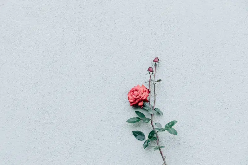 Cover Image for Finding Mindfulness Through Nature: The Art of Ikebana