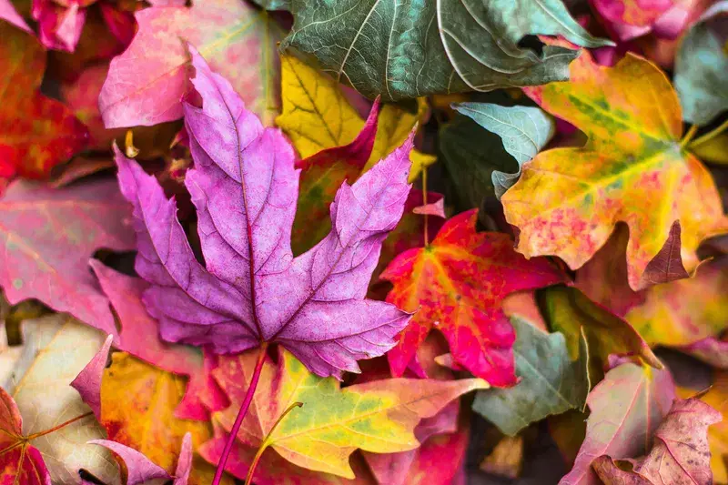 Cover Image for The Art of Mindfulness in Nature: Finding Peace Among the Leaves