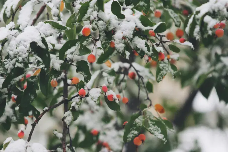 Cover Image for Finding Mindfulness in Nature: The Serenity of Snow-Covered Trees