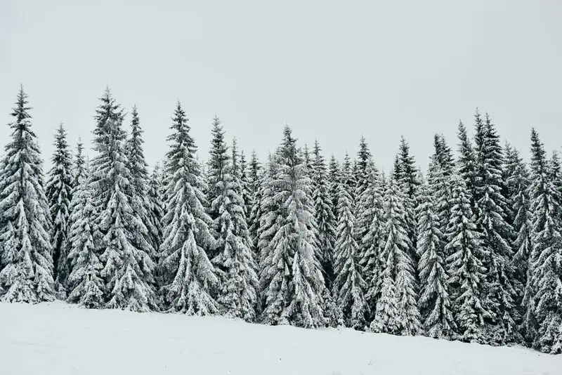 Cover Image for Finding Peace in Nature: The Benefits of Mindfulness in Snowy Landscapes