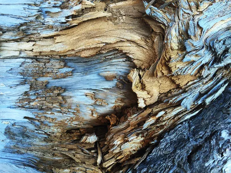 Cover Image for Mindfulness in Nature: Finding Inspiration in Tree Bark Patterns