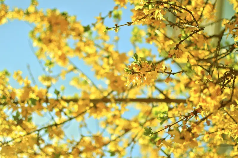 Cover Image for Finding Mindfulness in Nature: The Peace of Yellow Petaled Flowers