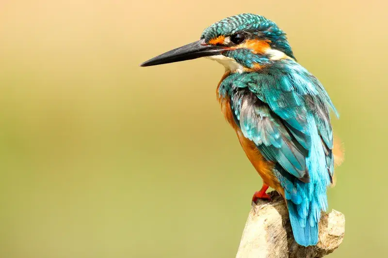 Cover Image for The Mindfulness of Observing Wildlife: Finding Peace in Nature