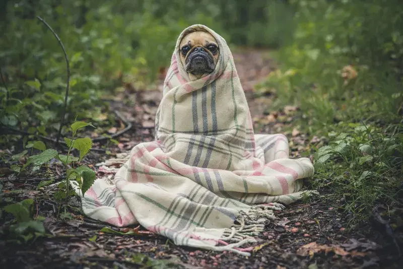 Cover Image for The Comfort of Pets: Finding Mindfulness with Your Furry Friends