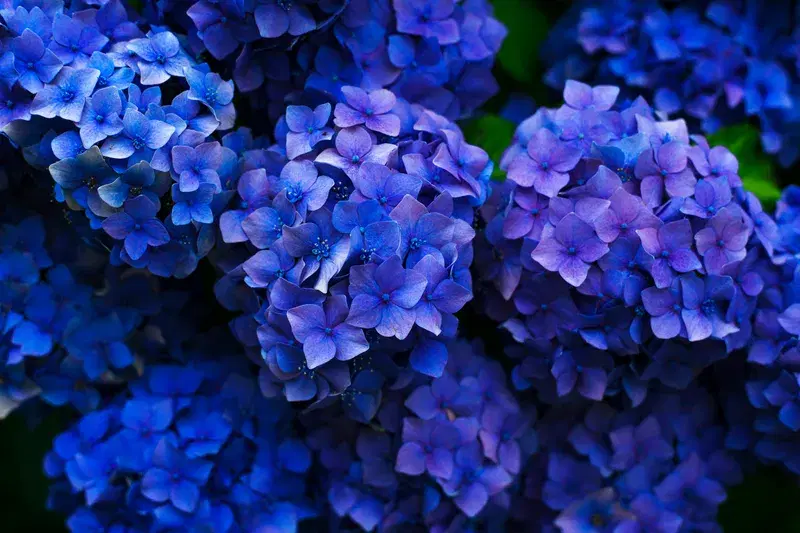 Cover Image for Incorporating Nature into Your Mindfulness Practice with Hydrangeas