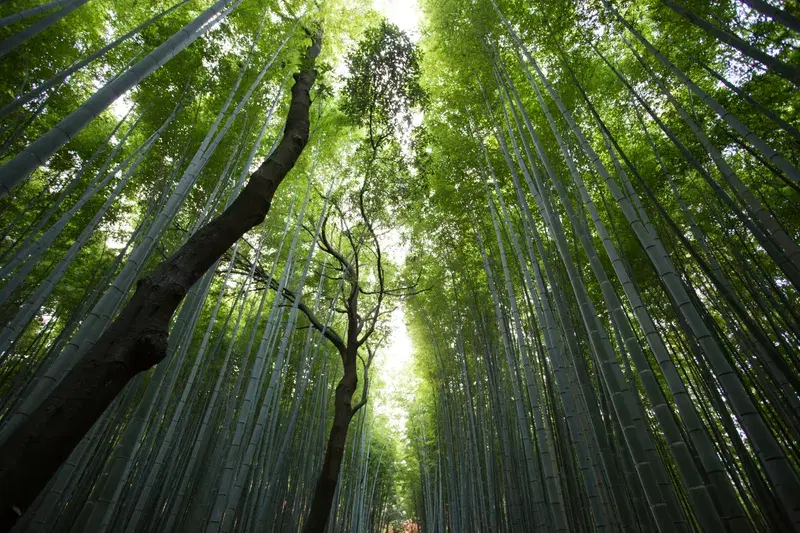 Cover Image for The Benefits of Connecting with Nature for Mental Wellness