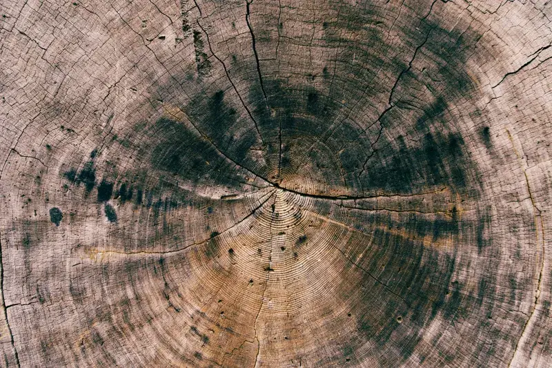 Cover Image for The Beauty of Nature: Embracing Eco-Friendly Living Through Tree Trunk Art