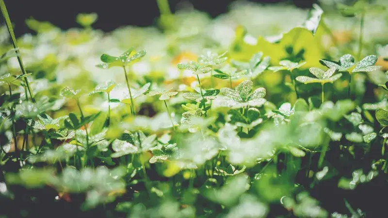 Cover Image for The Importance of Nature in Mindfulness Practices