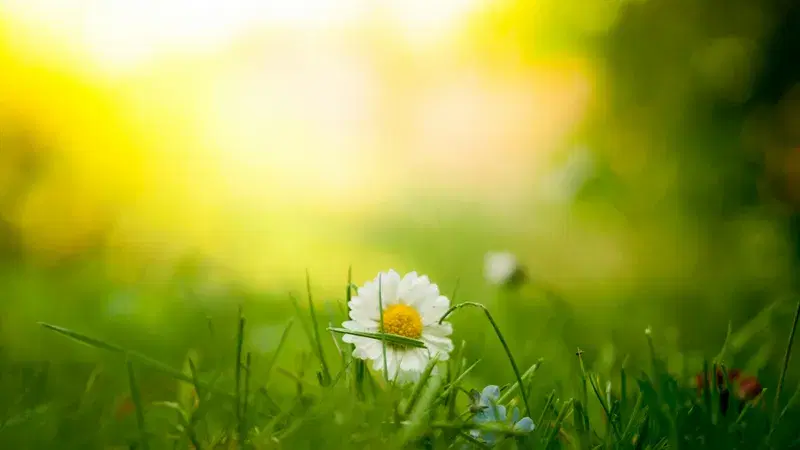 Cover Image for Embracing Nature: The Benefits of White Flowers for Mindfulness