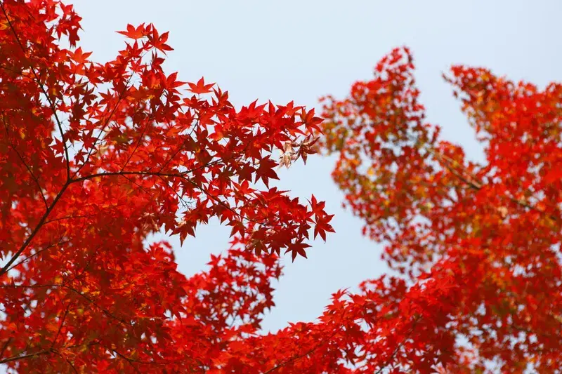 Cover Image for The Benefits of Spending Time in Nature During Autumn