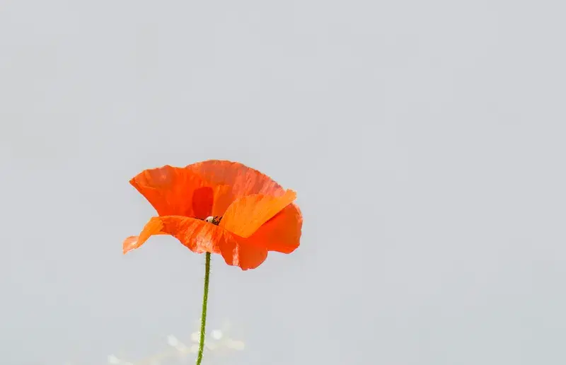 Cover Image for Embracing Nature: The Therapeutic Benefits of Flowers Like Poppies