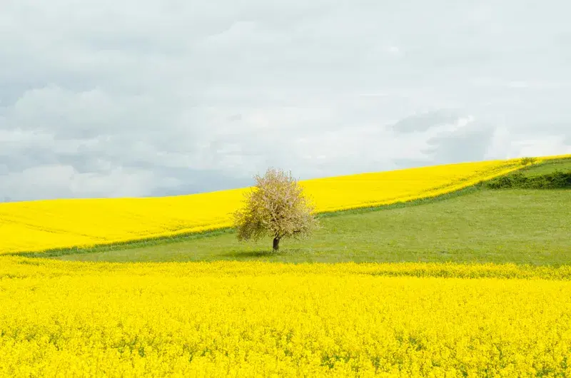 Cover Image for The Benefits of Incorporating Nature into Your Wellness Routine