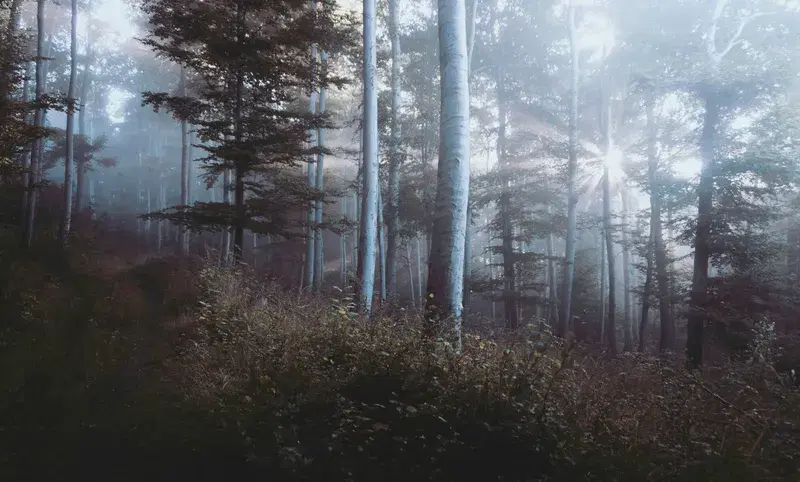 Cover Image for Nature's Calm: Embracing the Forest for Mindfulness