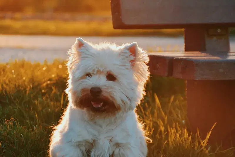 Cover Image for The Benefits of Spending Time Outdoors with Pets