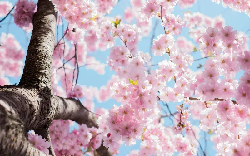 Cover Image for Finding Peace Under Cherry Blossoms: A Mindfulness Guide