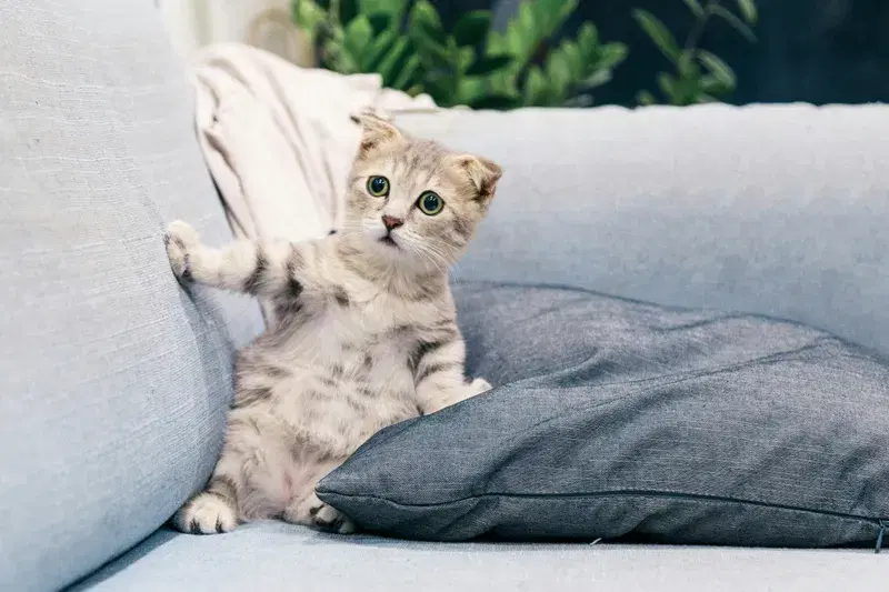 Cover Image for Creating a Pet-Friendly Home: Tips for Eco-Conscious Decor