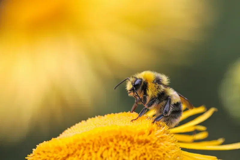 Cover Image for Embracing Nature: How to Create a Pollinator-Friendly Space