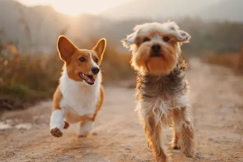 Cover Image for The Benefits of Running with Your Dogs: A Path to Wellness