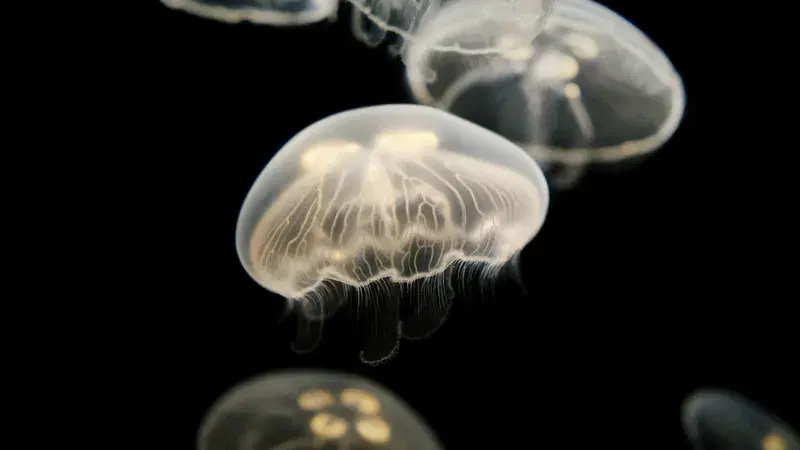 Cover Image for The Serene Beauty of Jellyfish: A Journey into Mindfulness