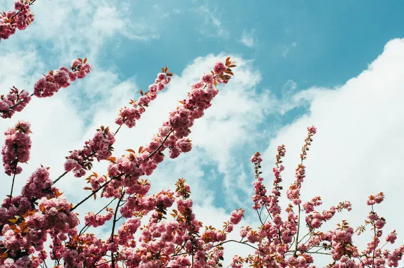 Cover Image for The Serenity of Cherry Blossoms: A Guide to Mindful Living