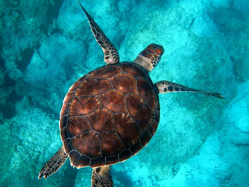 Cover Image for The Serenity of Nature: Embracing Eco-Friendly Living with Sea Turtles