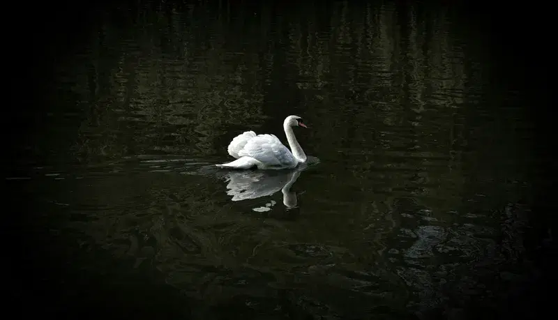 Cover Image for The Serenity of Nature: Lessons from a Floating Swan