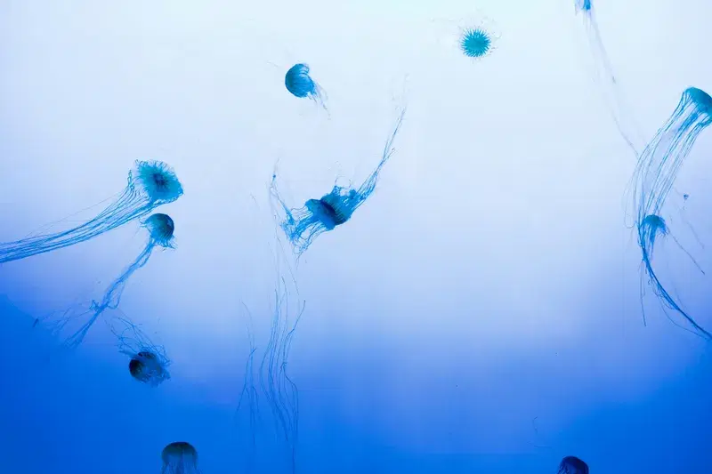 Cover Image for The Serenity of Nature: Lessons from a School of Jellyfish