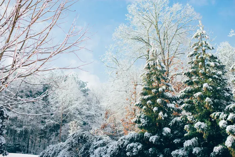 Cover Image for The Serenity of Snow-Covered Trails: Embracing Nature for Mindfulness