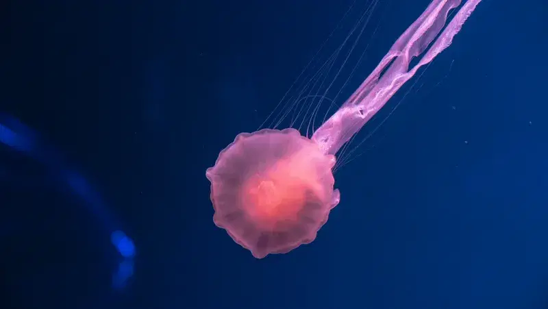 Cover Image for The Serenity of Underwater Life: Mindfulness Lessons from Jellyfish