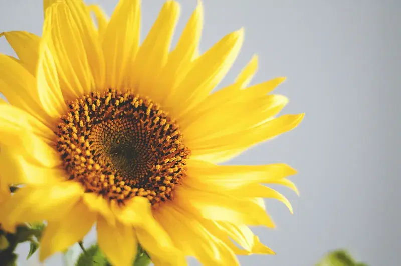 Cover Image for Embracing Nature: How Sunflowers Can Enhance Your Mindfulness Practice