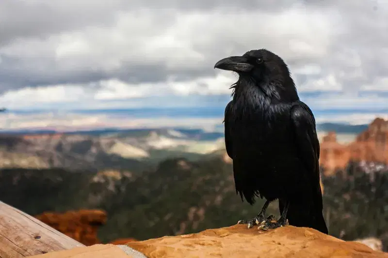 Cover Image for The Symbolism of Crows in Nature and Mindfulness