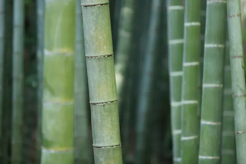 Cover Image for The Benefits of Bamboo for Eco-Friendly Living