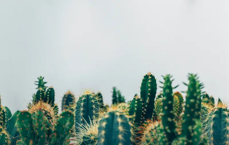 Cover Image for The Therapeutic Benefits of Cacti in Home Decor