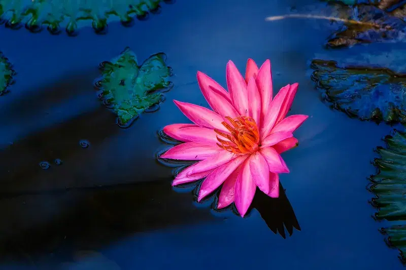 Cover Image for Embracing Night Blooms: The Therapeutic Benefits of Night Flowers in Your Garden