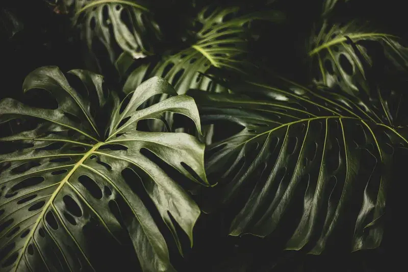 Cover Image for The Therapeutic Benefits of Indoor Plants: A Guide to Wellness