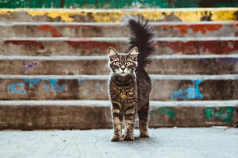 Cover Image for The Therapeutic Benefits of Pets: How Cats Enhance Mindfulness and Well-Being