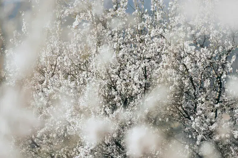 Cover Image for Finding Calm in Nature: The Therapeutic Benefits of Trees