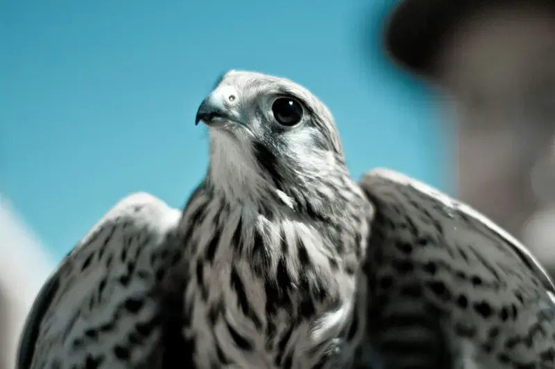 Cover Image for The Importance of Wildlife Rehabilitation: Case Study of the World’s Smallest Falcon