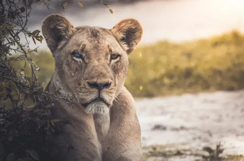 Cover Image for Connecting with Nature: The Therapeutic Benefits of Wildlife Observation