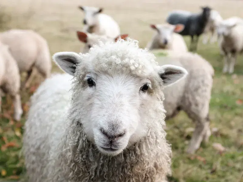 Cover Image for Finding Mindfulness in Nature: The Calming Presence of Animals