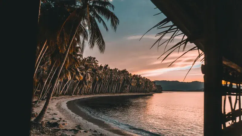 Cover Image for Finding Peace in Nature: The Benefits of Coconut Trees and Coastal Landscapes