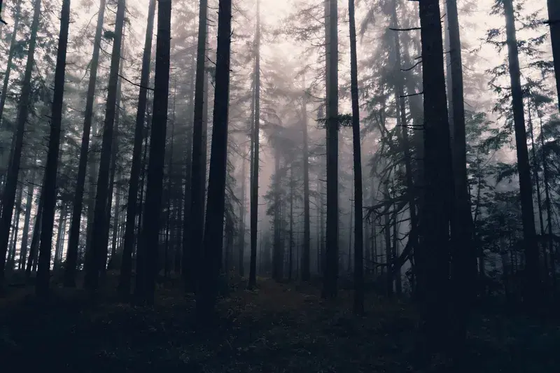 Cover Image for Finding Peace in Nature: The Healing Power of Old-Growth Forests